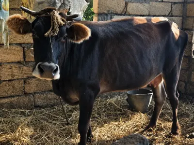 İNƏK — Heyvanlar, Quşlar, Balıqlar, Qax