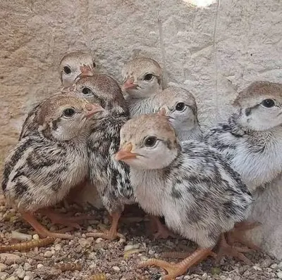 Kəklik — Heyvanlar, Quşlar, Balıqlar, Bakı