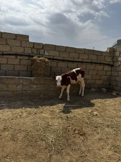 buzovlar — Heyvanlar, Quşlar, Balıqlar, Sumqayıt — şəkil 3