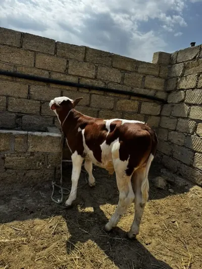 buzovlar — Heyvanlar, Quşlar, Balıqlar, Sumqayıt