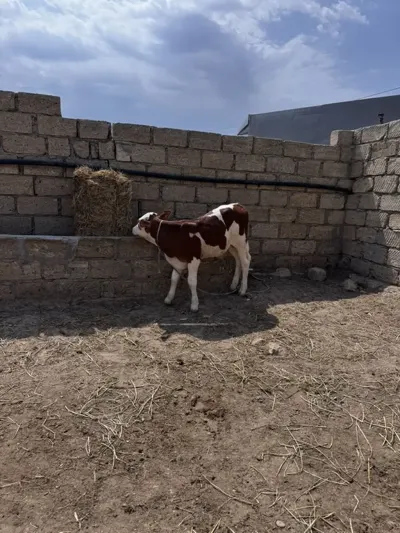 buzovlar — Heyvanlar, Quşlar, Balıqlar, Sumqayıt — şəkil 2
