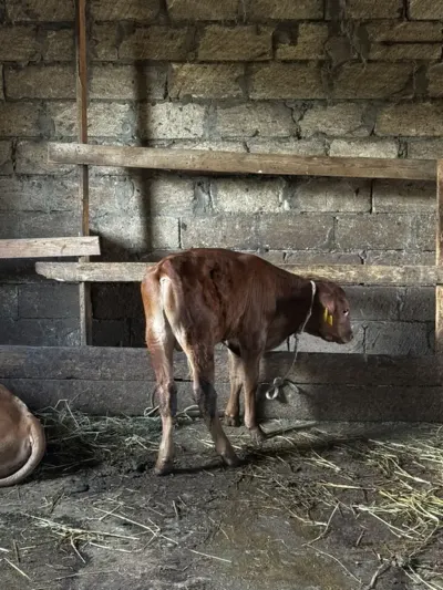 buzovlar — Heyvanlar, Quşlar, Balıqlar, Sumqayıt — şəkil 4