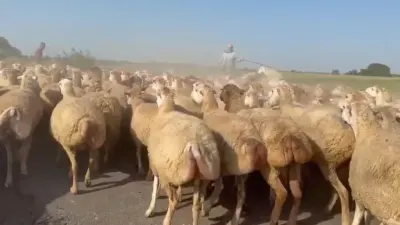 QOYUNLAR — Heyvanlar, Quşlar, Balıqlar, Bakı