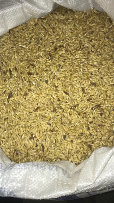 ARPA — Dənlilər, Otlar Yemlər,  Bitkilər, İsmayıllı