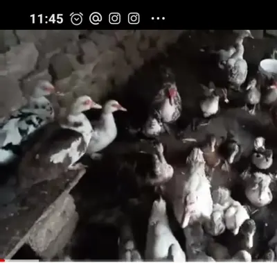 ÖRDƏKLƏR — Heyvanlar, Quşlar, Balıqlar, Gəncə