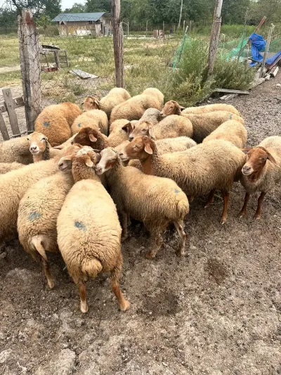 Qoyunlar — Heyvanlar, Quşlar, Balıqlar, Şabran