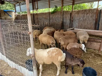 QUZULAR — Heyvanlar, Quşlar, Balıqlar, Sabirabad