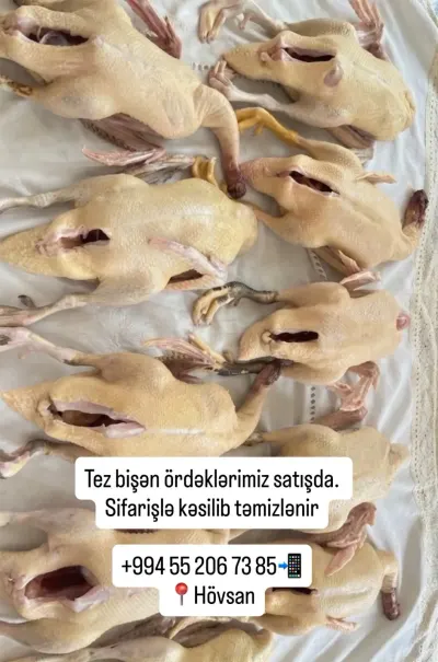 ÖRDƏK — Heyvanlar, Quşlar, Balıqlar, Bakı