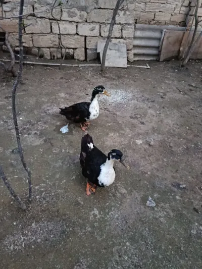 Ördək — Heyvanlar, Quşlar, Balıqlar, Sumqayıt