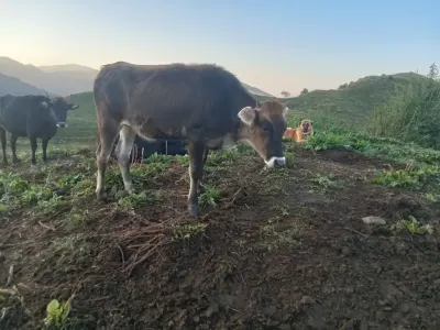 Danalar — Heyvanlar, Quşlar, Balıqlar, Ucar