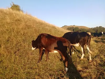Danalar — Heyvanlar, Quşlar, Balıqlar, Ucar — şəkil 3