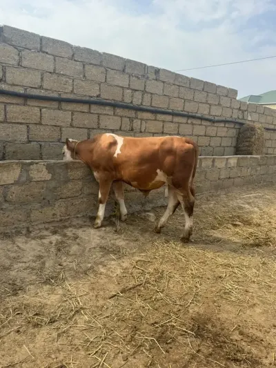 Danalar — Heyvanlar, Quşlar, Balıqlar, Sumqayıt — şəkil 3
