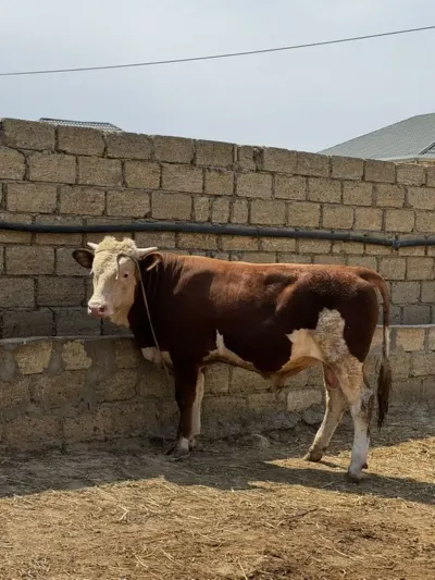DANALAR — Heyvanlar, Quşlar, Balıqlar, Sumqayıt