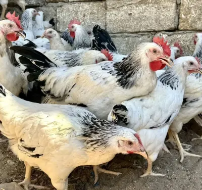 XORUZ — Heyvanlar, Quşlar, Balıqlar, Bakı