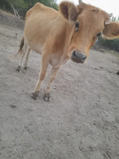 Dana — Heyvanlar, Quşlar, Balıqlar, Ağsu — şəkil 3