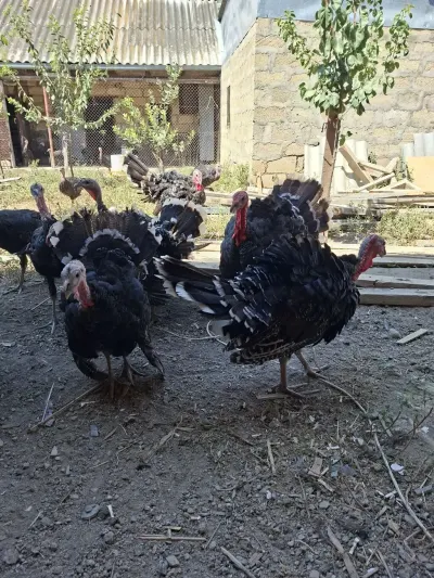 Hinduşkalar — Heyvanlar, Quşlar, Balıqlar, Şirvan