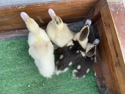 Ördək balası — Heyvanlar, Quşlar, Balıqlar, Bakı — şəkil 2