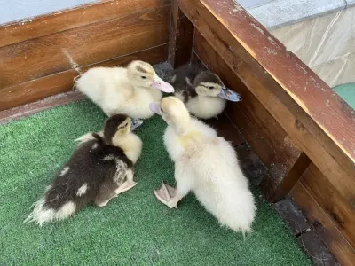 Ördək balası — Heyvanlar, Quşlar, Balıqlar, Bakı