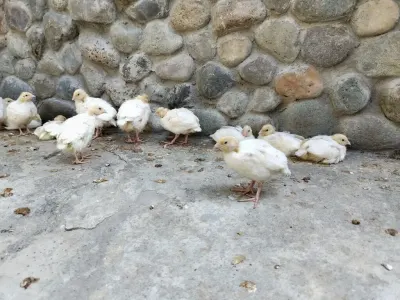 BiLDİRÇİN — Heyvanlar, Quşlar, Balıqlar, Xırdalan — şəkil 3
