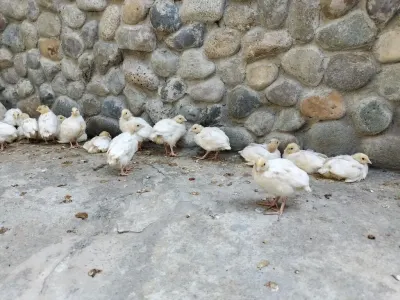 BiLDİRÇİN — Heyvanlar, Quşlar, Balıqlar, Xırdalan — şəkil 2