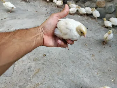 BiLDİRÇİN — Heyvanlar, Quşlar, Balıqlar, Xırdalan