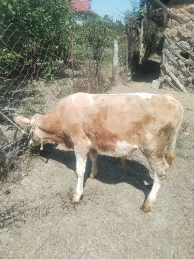 DANA — Heyvanlar, Quşlar, Balıqlar, Astara
