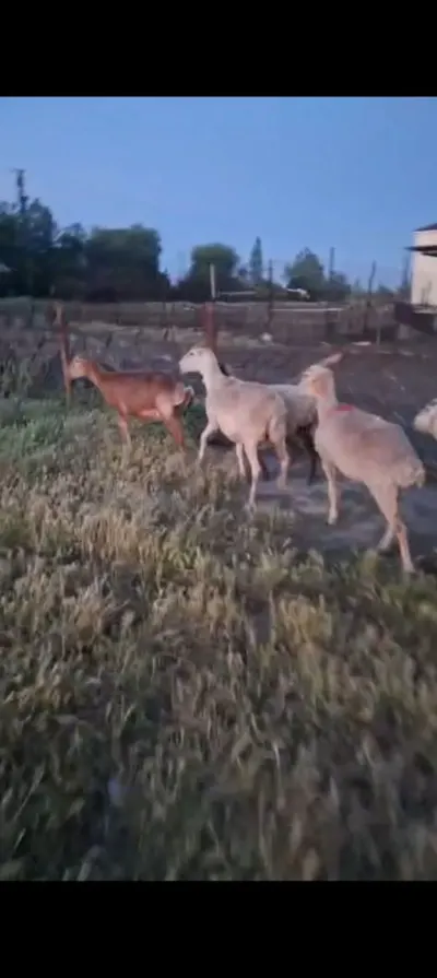 Qoyun — Heyvanlar, Quşlar, Balıqlar, Qəbələ