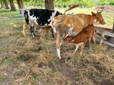 İnəklər — Heyvanlar, Quşlar, Balıqlar, Xaçmaz — şəkil 2