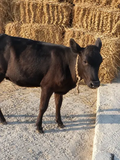 BUZOV — Heyvanlar, Quşlar, Balıqlar, Bakı