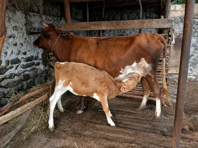 BALALI İNƏK — Heyvanlar, Quşlar, Balıqlar, Zaqatala