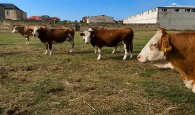 İnəklər — Heyvanlar, Quşlar, Balıqlar, Bakı