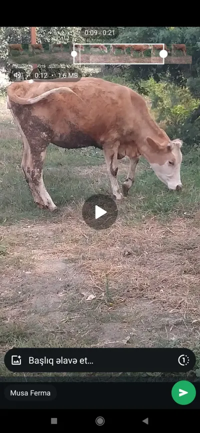 DANA — Heyvanlar, Quşlar, Balıqlar, Xaçmaz