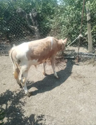 BUZOV — Heyvanlar, Quşlar, Balıqlar, Astara