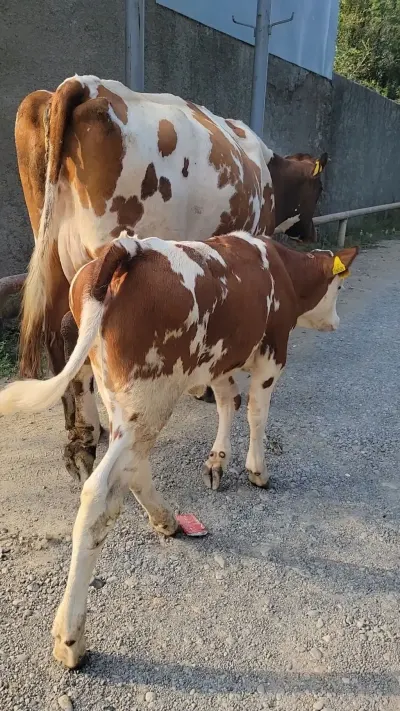 Balalı inək — Heyvanlar, Quşlar, Balıqlar, Lənkəran