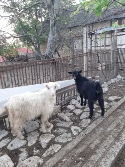 Çəpiş — Heyvanlar, Quşlar, Balıqlar, Şamaxı