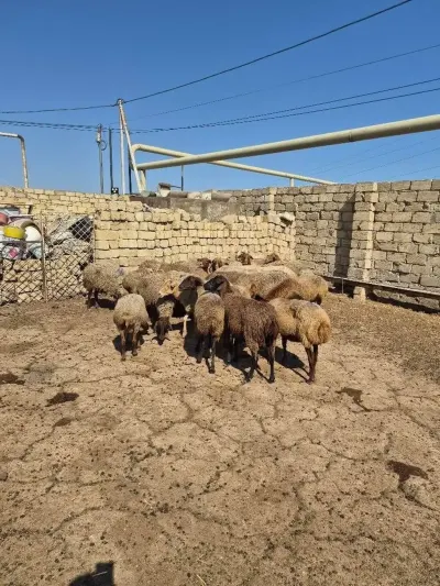 QOYUNLAR — Heyvanlar, Quşlar, Balıqlar, Bakı