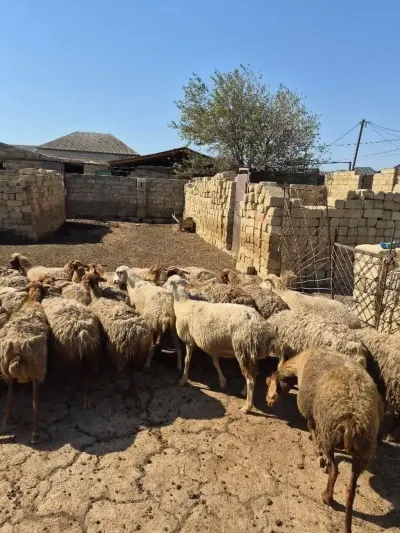 Qoyunlar — Heyvanlar, Quşlar, Balıqlar, Bakı — şəkil 2