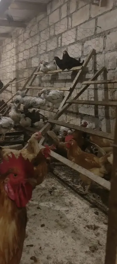 TOYUQLAR — Heyvanlar, Quşlar, Balıqlar, Gəncə — şəkil 3