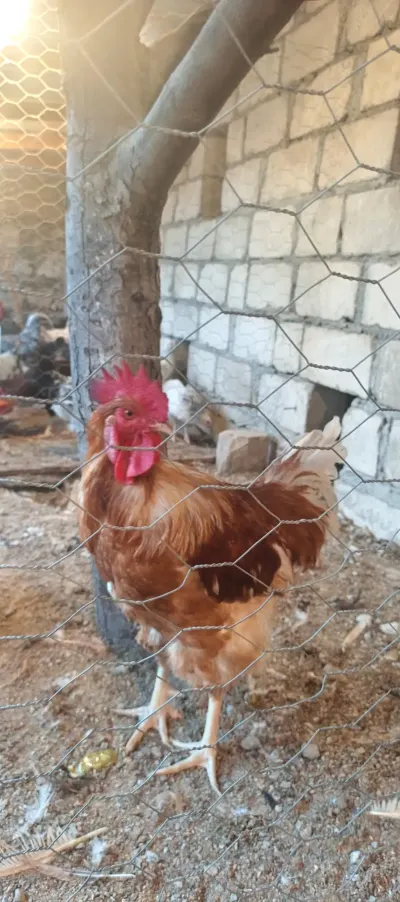TOYUQLAR — Heyvanlar, Quşlar, Balıqlar, Gəncə