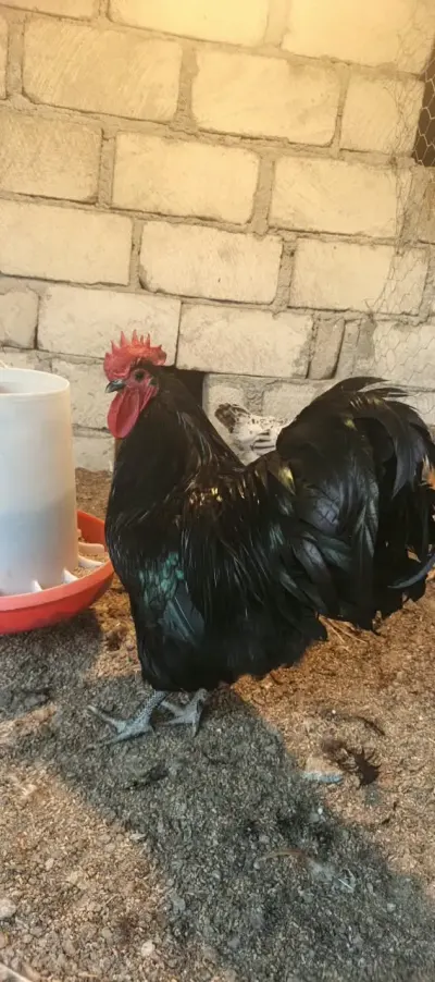TOYUQLAR — Heyvanlar, Quşlar, Balıqlar, Gəncə