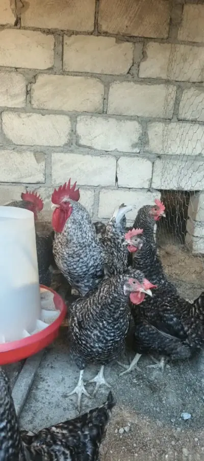 TOYUQLAR — Heyvanlar, Quşlar, Balıqlar, Gəncə — şəkil 2