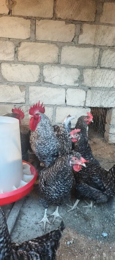 TOYUQLAR — Heyvanlar, Quşlar, Balıqlar, Gəncə