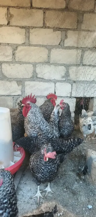 TOYUQLAR — Heyvanlar, Quşlar, Balıqlar, Gəncə — şəkil 3