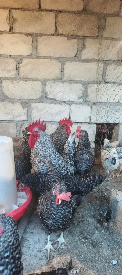 TOYUQLAR — Heyvanlar, Quşlar, Balıqlar, Gəncə — şəkil 4