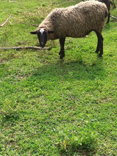 Qoyunlar — Heyvanlar, Quşlar, Balıqlar, Zaqatala