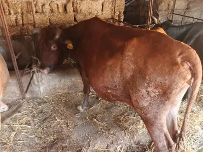 İnəklər — Heyvanlar, Quşlar, Balıqlar, Bakı — şəkil 7