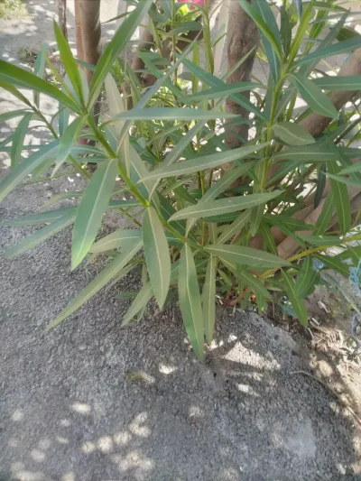 Bağban xidməti — Kənd/Təs Xidmətləri, Bakı