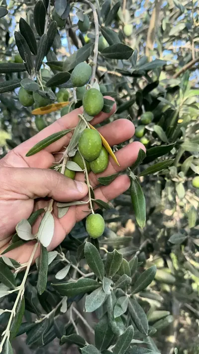 ZEYTUN — Meyvə və Giləmeyvə, Bakı