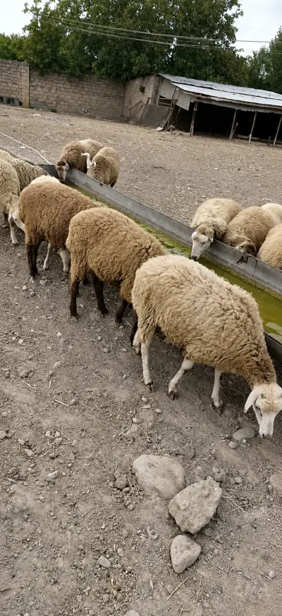 Quzular — Heyvanlar, Quşlar, Balıqlar, Yevlax