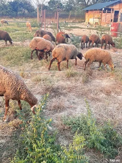 Qoyunlar — Heyvanlar, Quşlar, Balıqlar, Şabran